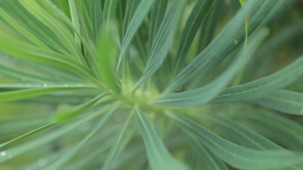 Sfondi Tropicali Astratti Foglie Erba Natura Del Montenegro Macrofotografia — Video Stock