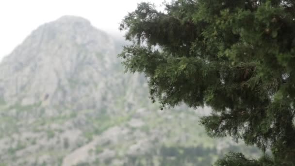 Natur Und Straßen Der Altstadt Von Kotor Sehenswürdigkeiten Und Touristenrouten — Stockvideo