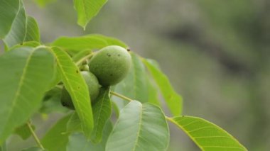 Karadağ'da meyveli ceviz ağacı. Makro çekimde büyüyen somun.