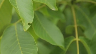 Karadağ'da meyveli ceviz ağacı. Makro çekimde büyüyen somun.