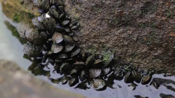 Mejillones Naturaleza Fondo Del Mar Producción Producción Mariscos Montenegro — Vídeos de Stock