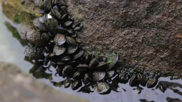 Muscheln in freier Wildbahn auf dem Meeresboden. Produktion und Produktion von Schalentieren in Montenegro.