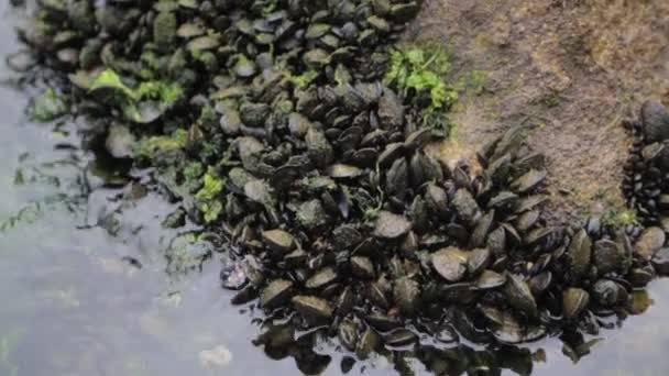 Cozze Natura Sui Fondali Marini Produzione Produzione Molluschi Montenegro — Video Stock