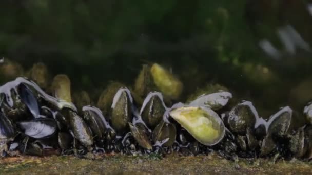 Muscheln Freier Wildbahn Auf Dem Meeresboden Produktion Und Produktion Von — Stockvideo