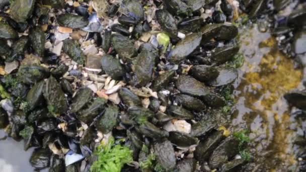 Cozze Natura Sui Fondali Marini Produzione Produzione Molluschi Montenegro — Video Stock