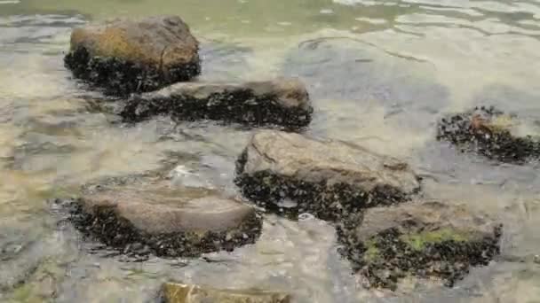 在海底的野外的贝类 黑山贝类的生产和生产 — 图库视频影像