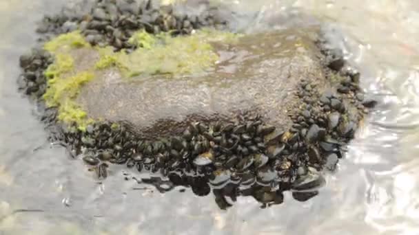 Cozze Natura Sui Fondali Marini Produzione Produzione Molluschi Montenegro — Video Stock