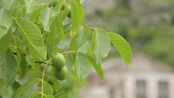 Nogal Con Frutas Montenegro Crecimiento Tuerca Macro Tiro — Vídeo de stock