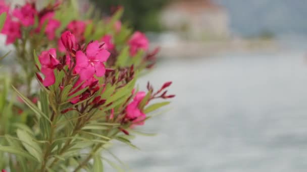 Naturskön Utsikt Staden Perast Montenegro Natur Och Blommor Bakgrunden Gamla — Stockvideo