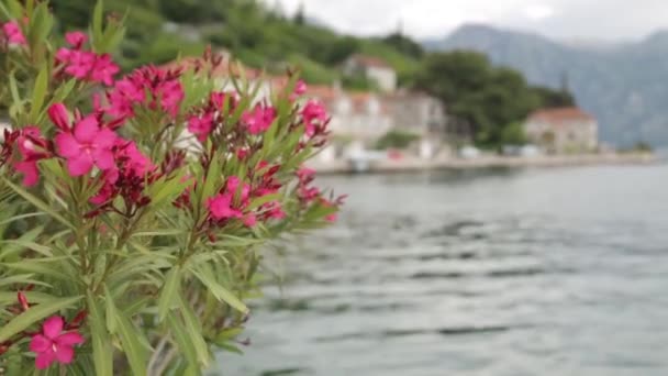 Naturskön Utsikt Staden Perast Montenegro Natur Och Blommor Bakgrunden Gamla — Stockvideo