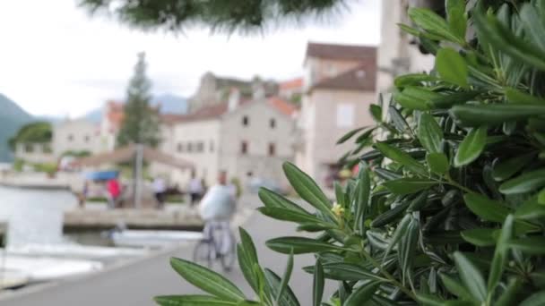 Malownicze Widoki Miejscowości Perast Czarnogóra Przyroda Kwiaty Tle Starego Miasta — Wideo stockowe