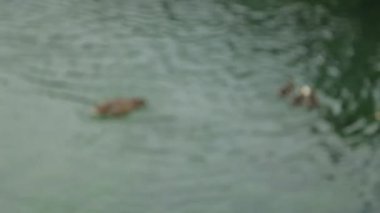 Karadağ'da bir gölette ördek bir aile. Nehirüzerinde vahşi şehirde Ördekler.