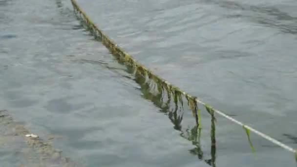 蒂娜和海藻在海里的绳子上 将海船绑在岸边 — 图库视频影像