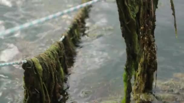 ティナと海藻のロープ 海岸に海のボートを結ぶ — ストック動画