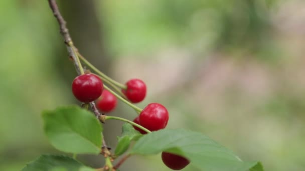 モンテネグロ公園の桜の枝 コトルの熟した赤いサクランボとサクランボ — ストック動画
