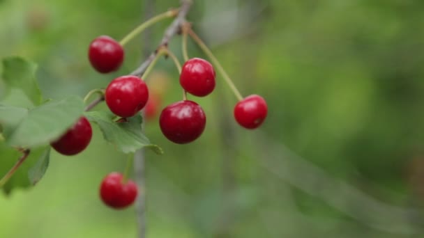 Rama Cerezo Parque Montenegro Cerezas Rojas Maduras Cerezas Kotor — Vídeos de Stock