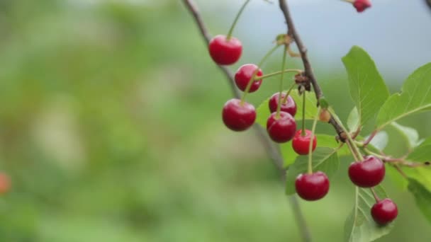 Gałąź Wiśniowego Drzewa Parku Czarnogóry Dojrzałe Czerwone Wiśnie Czereśnie Kotorze — Wideo stockowe