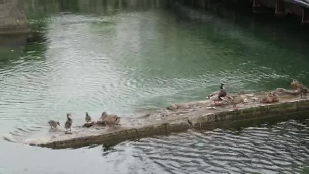 Una Familia Patos Estanque Montenegro Patos Ciudad Salvaje Río — Vídeos de Stock