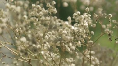 Pencerede yaz lık küçük çiçekler. Makro fotoğrafçılıkta bebeğin nefesi.