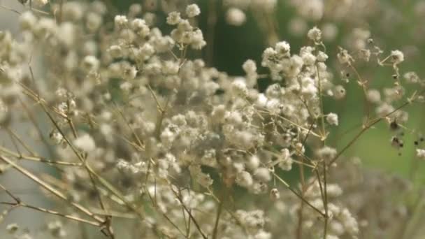 Verão Pequenas Flores Janela Respiração Bebê Macrofotografia — Vídeo de Stock