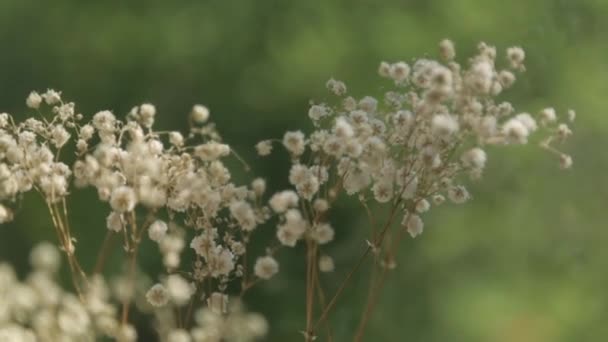 Lato Małe Kwiaty Oknie Oddech Dziecka Makrofotografii — Wideo stockowe