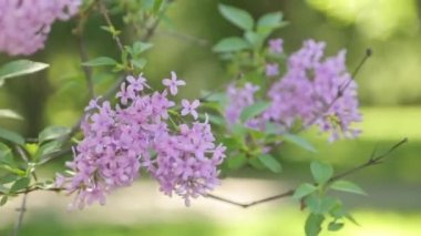 Parkta baharda leylak açıyor. Doğal motifli soyut arka plan.