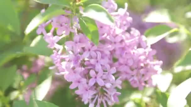 Blühender Flieder Frühling Park Abstrakter Hintergrund Mit Natürlichen Motiven — Stockvideo