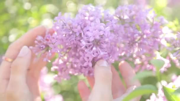 Цветущая Сирень Весной Парке Абстрактный Фон Естественными Мотивами — стоковое видео