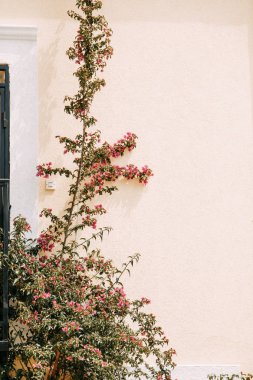  Eski şehrin manzaraları ve sokakları. Karadağ'da Herceg Novi'nin panoramik manzarası.