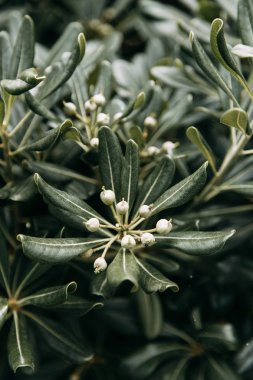  Makro fotoğrafçılıkta Karadağ'ın doğası. Yaprak ve çimsoyut tropikal arka planlar.