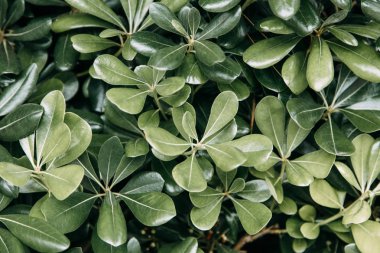  Makro fotoğrafçılıkta Karadağ'ın doğası. Yaprak ve çimsoyut tropikal arka planlar.