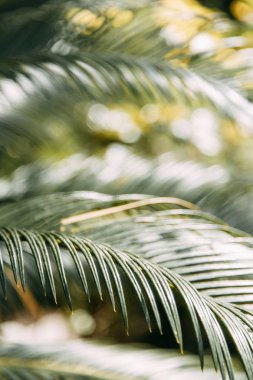  Makro fotoğrafçılıkta Karadağ'ın doğası. Yaprak ve çimsoyut tropikal arka planlar.