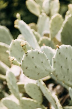  Makro fotoğrafçılıkta Karadağ'ın doğası. Yaprak ve çimsoyut tropikal arka planlar.