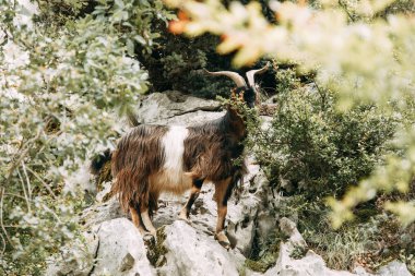 Keçi yetiştiriciliği ve ıslahı. Karadağ'da dağların ve otlakların yamaçlarında keçiler. 