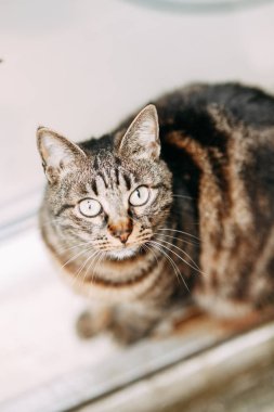 Karadağ'da sokak kedileri. Kotor eski şehir sokaklarında Kediler. 