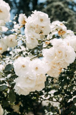 Soyut arka planlar ve ev çiçekleri. Doğada doğada çiçek makro fotoğraf alanında. 