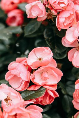 Soyut arka planlar ve ev çiçekleri. Doğada doğada çiçek makro fotoğraf alanında. 