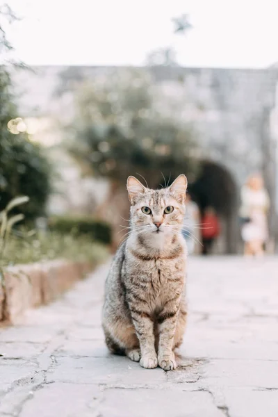 Des Chats Rue Monténégro Chats Dans Les Rues Vieille Ville — Photo