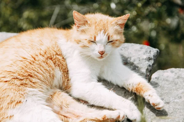 몬테네그로에서 고양이입니다 코토르 가지의 거리에 고양이 — 스톡 사진