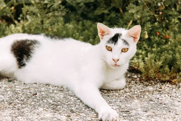 黑山的街头猫 科托尔老城街道上的猫 — 图库照片