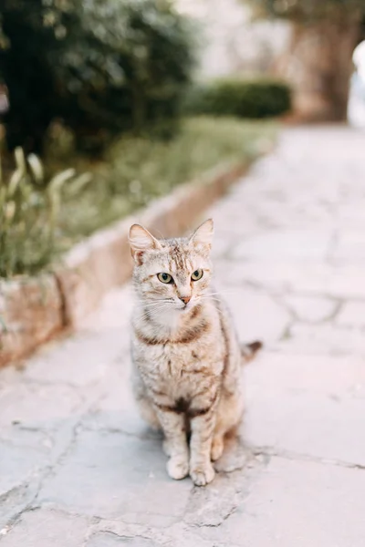 Street cats in Montenegro. Cats on the streets of the old town of Kotor.