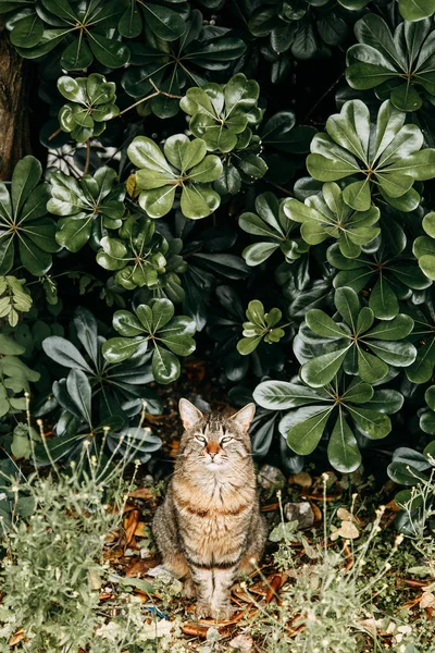 몬테네그로에서 고양이입니다 코토르 가지의 거리에 고양이 — 스톡 사진