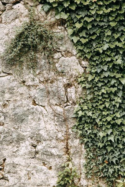 Látnivalók Tengerparti Város Kotor Panoráma Öböl Montenegróban Kedvesség — Stock Fotó