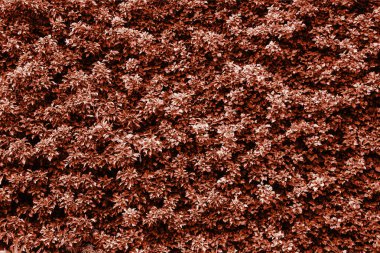 Yılın rengi yaşayan mercan. Yaprakların soyut arka plan dokusu. 