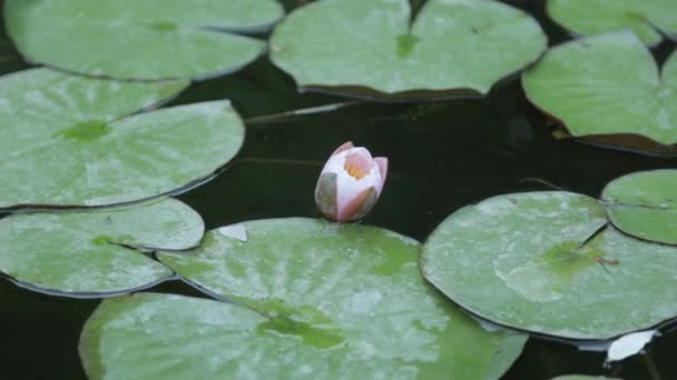 Pink Flowers Wild Lily Flowers Pond Water — Stock Video