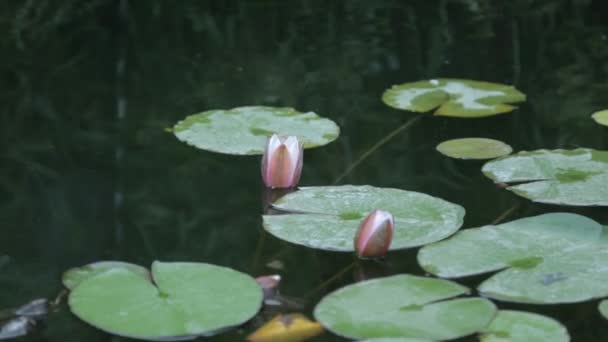 Roze Bloemen Het Wild Lelie Bloemen Het Vijver Water — Stockvideo