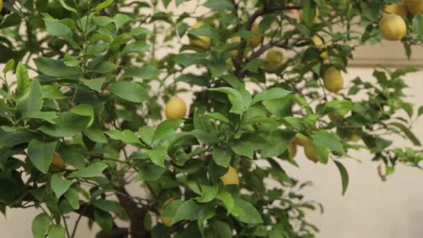 Récolte Citrons Jaunes Mûrs Citronnier Poussant Dans Cour — Video