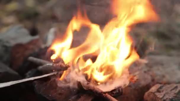 Fuego Carbones Bosque Macro Quemando Ramas Fuego Picnic — Vídeo de stock