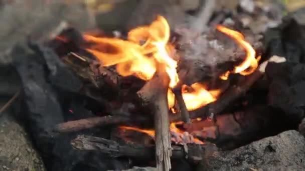 Fuoco Carboni Nella Foresta Macro Rami Fiamme Fuoco Picnic — Video Stock