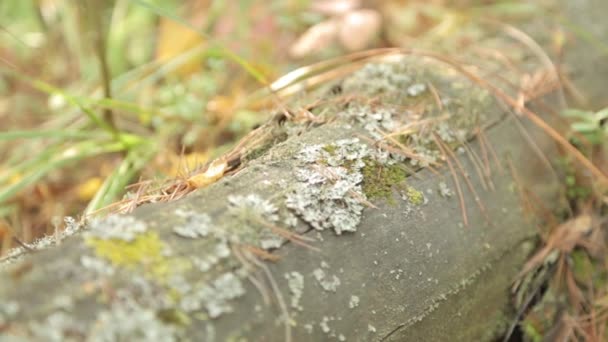 秋の森のマクロ植物 草の中の苔でログ — ストック動画